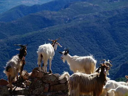 Live Gongbath for Grounding & Relaxation