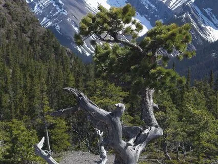 Live Like Dust, Lit By Fire