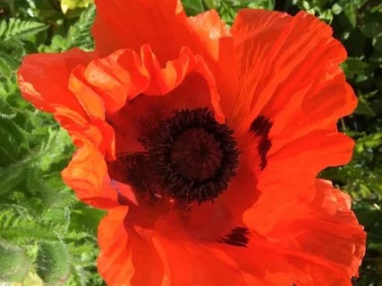 "Live" Mindfulness Meditation