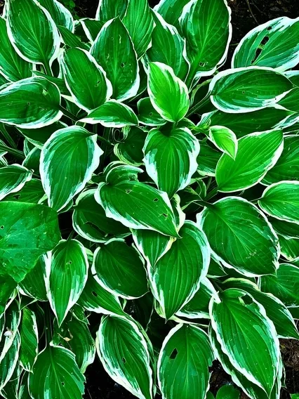 Live Plant Music - Jan 10 2021