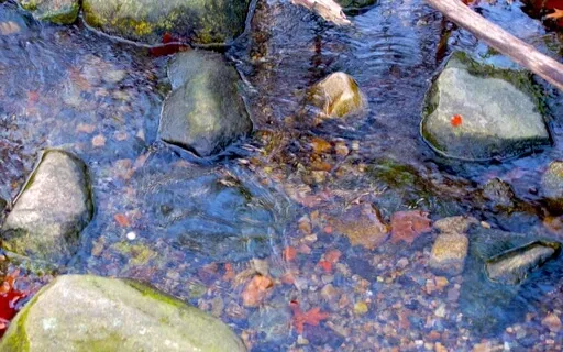 Live Scape Relaxation/Soundscape  104 (Archive Nov 2, 2022)