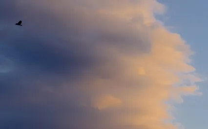 Live Scape Relaxation/Soundscape 106 (Archive Nov 15, 2022)