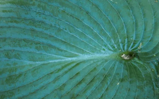 Live Scape Relaxation/Soundscape 53 (Archive Oct 20, 2021)