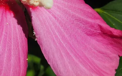 Live Scape Relaxation/Soundscape 87 (Archive June 15, 2022)