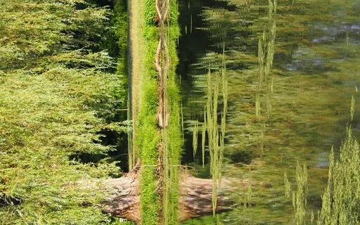 Live Scape Relaxation/Soundscape 93 (Archive Aug 03, 2022)