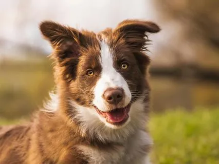 Live With Joy: A Dog’s Message Of Play & Presence