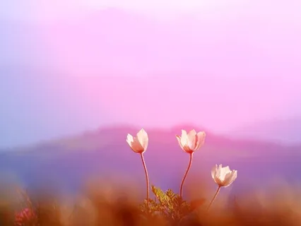 Living A Good Life Here On Earth As A Sensitive Being