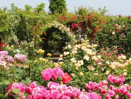 Living Among The Roses