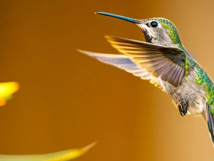 Living Authentically