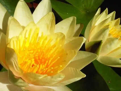 Living Body, Living Earth ~ A Deep Rest Meditation