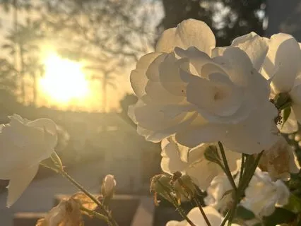 Living Compassion || A Metta Or Loving-Kindness Meditation