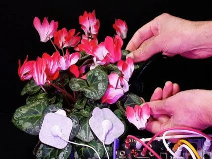 Living Cyclamen Sound