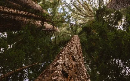 Living Earth Meditation