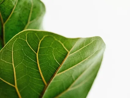 Living From Essence: Let Go, Lighten Up, And Flow