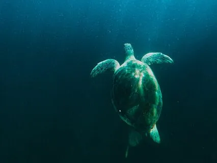 Living From The Depth Of Presence