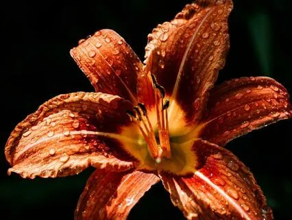 Living From The Heart - Discussion & Meditation