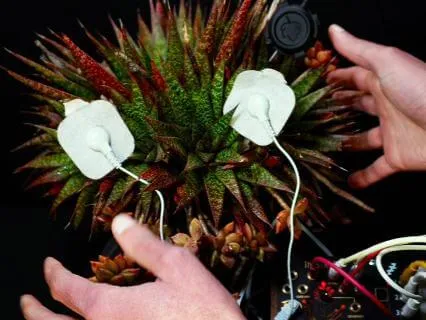 Living Gasteria Flow And Graptosedum Bronze In 432Hz