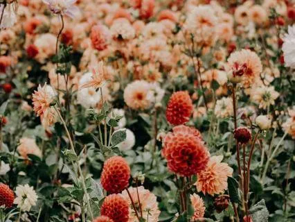 Living In Full Bloom