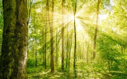 Living In Images, The Mind Seeks Pleasure & Encounters Fear