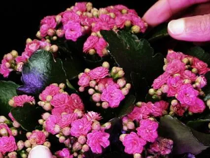 Living Kalanchoe Listening Practice In 432 Hz