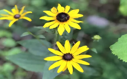 Living Kindness Meditation