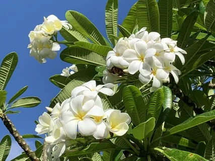 Living Life Intuitively