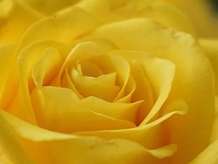 Living Netwotk Light Code And Light Language