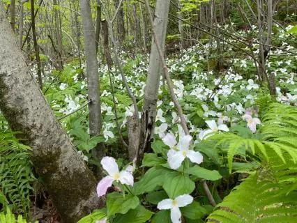 Living The Healing Presence Of Now With Reiki