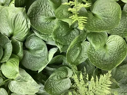 Living With A Full Heart:  Summer 