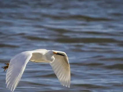 Living With Ease Effortlessly