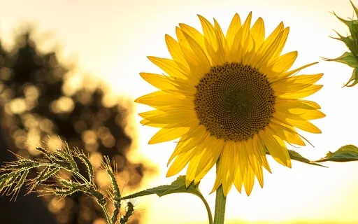 Living With Intention