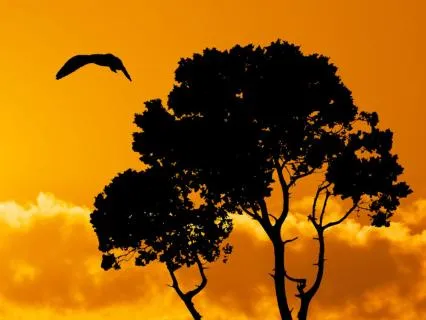 Living With Pain | Healing