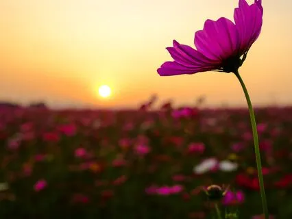 Living Your True Self: A Sacred Intent From Source