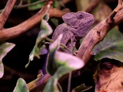 Lizard Spirit: Rhythmic Music For Presence & Resilience