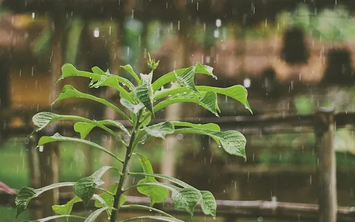 Lluvia Tropical - Terapia de Sonido