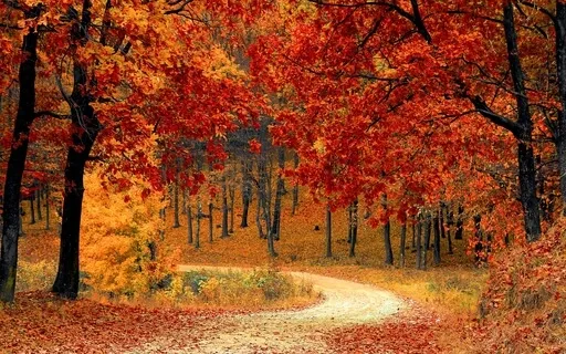 Logotherapy Part 3:  A Pilgrimage Of The Heart