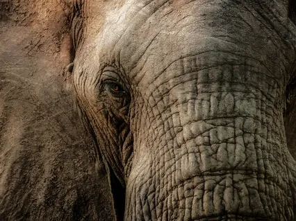 Loka Samasta Sukhino Bhavantu