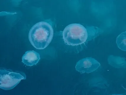 Lokah Samastah Mantra