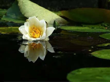 Lokah Samastah Sukhino Bhavantu