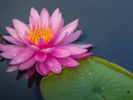 Lokah Samastah Sukhino Bhavantu