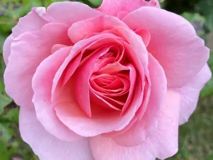 Lokah Samastah Sukhino Bhavantu