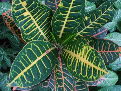 Lokah Samastah Sukhino Bhavantu Vedic Mantra 