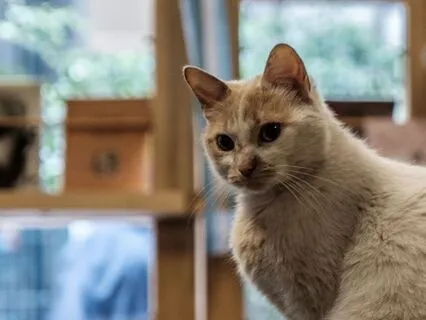 London Rain & Literary Haven: A Cozy Bookstore Escape