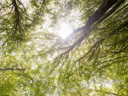 London Sanctuary: A 3-Minute Micro-Anchor For Deep Rest