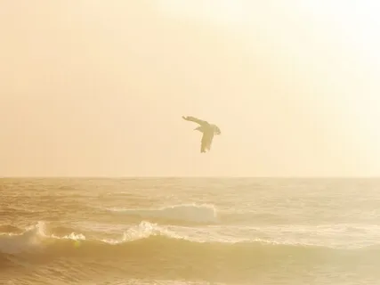 Lone Seagull's Journey