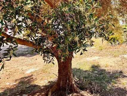 Longevity Affirmations