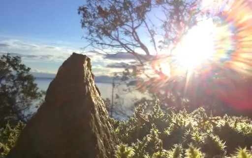 Longevity & Cell Regeneration Light Language Activation