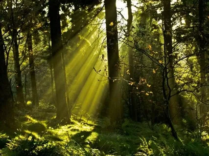 Looking At No Thing Desana