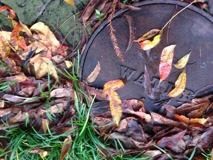 Looking into Loneliness