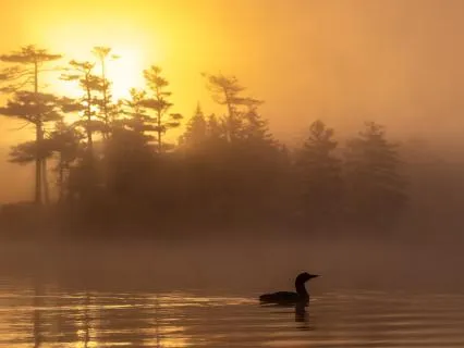 Loons On Lake Athabasca With Soft Music